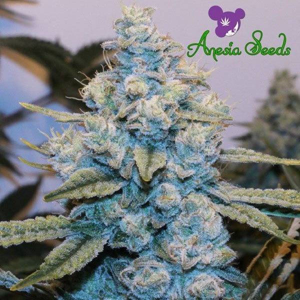 Anesia Seeds - Original Gorilla #4