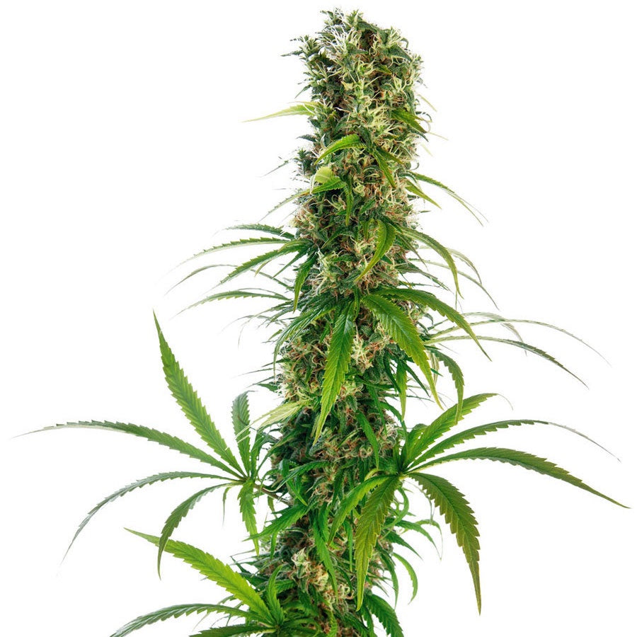 Buy Sensi Seeds Michka® Cannabis Seeds UK