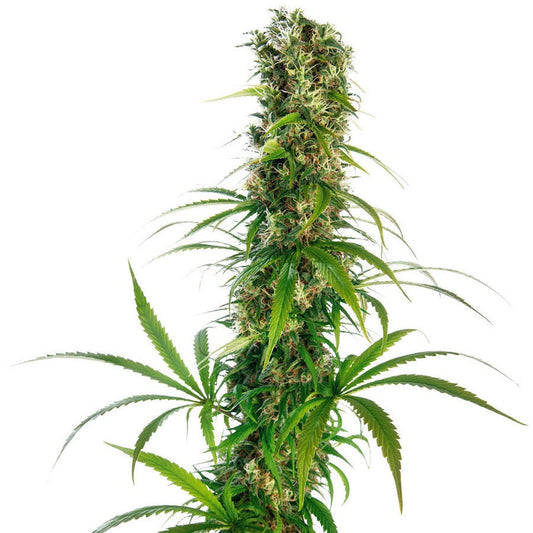 Buy Sensi Seeds Michka® Cannabis Seeds UK