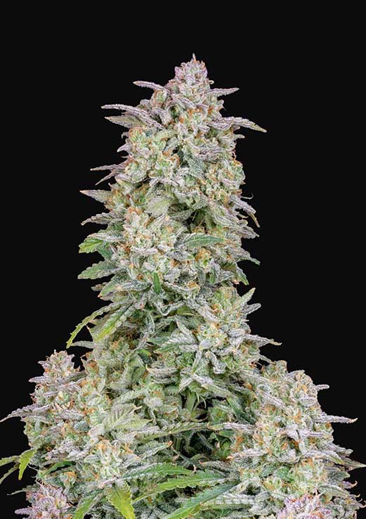 Buy Fast Buds Forbidden Runtz Auto Cannabis Seeds in London