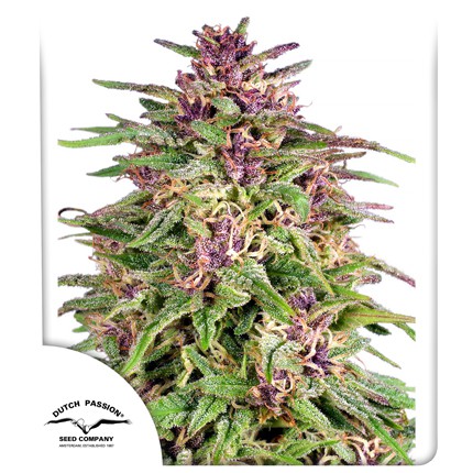 Buy Dutch Passion Frisian Dew Cannabis Seeds in London