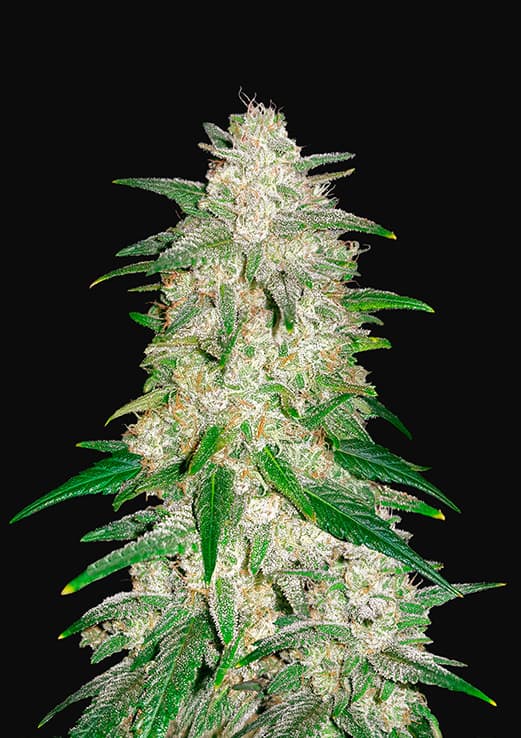 Buy Fast Buds Gelato Auto Cannabis Seeds in London