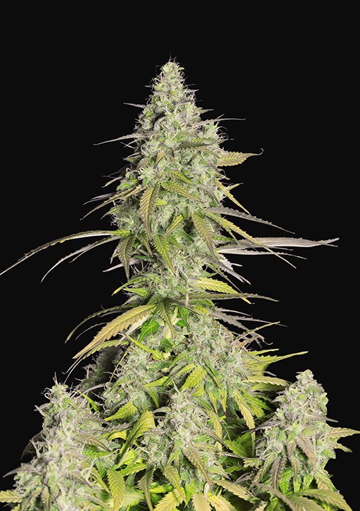 Buy Fast Buds Girl Scout Cookies Auto Cannabis Seeds in London