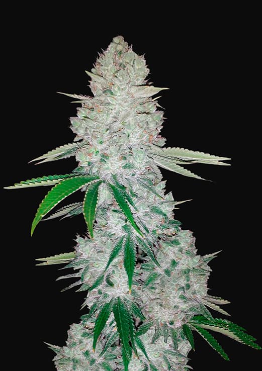 Buy Fast Buds Gorilla Glue Auto Cannabis Seeds in London