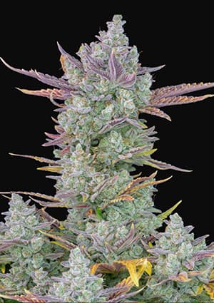 Buy Fast Buds Gorilla Cookies Auto Cannabis Seeds in London