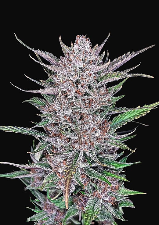 Buy Fast Buds Gorilla Punch Pack of 10 Cannabis Seeds UK