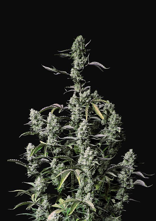 Buy Fast Buds Gorilla Zkittlez Cannabis Seeds UK