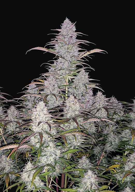 Buy Fast Buds Green Crack Auto Cannabis Seeds in London