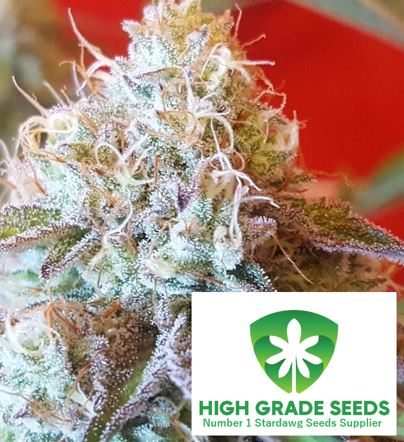 Buy Strawberry Stardawg Cannabis Seeds UK