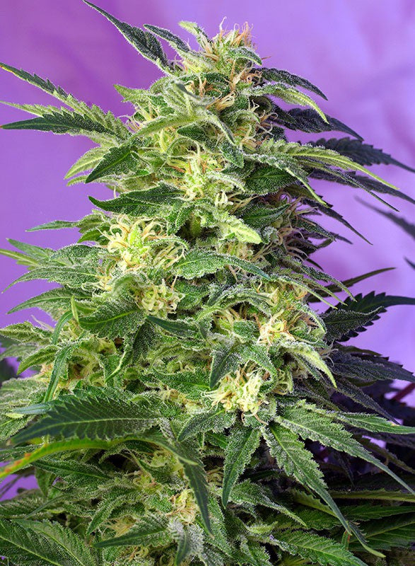 Killer Kush Autoflowering