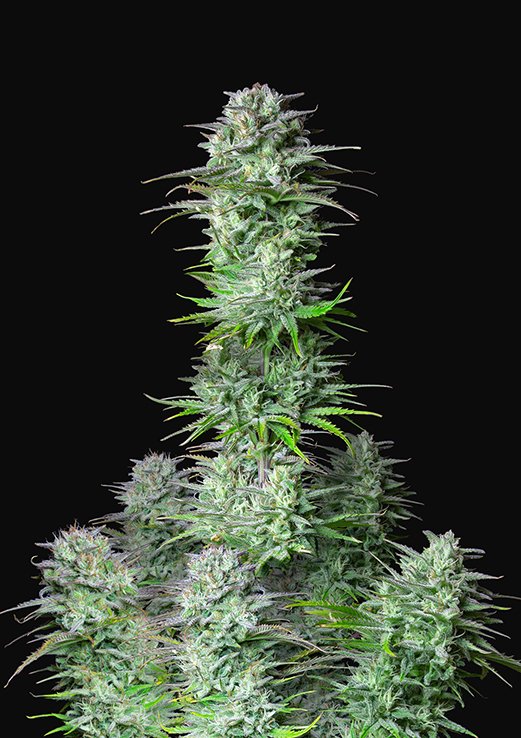 Buy Fast Buds Kosher Cake Cannabis Seeds in London