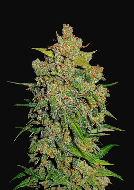 Buy Fast Buds Lemon AK Auto Cannabis Seeds in London