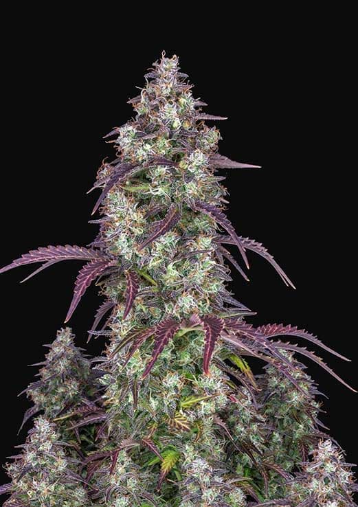 Buy Fast Buds Lemon Pie Auto Cannabis Seeds in London