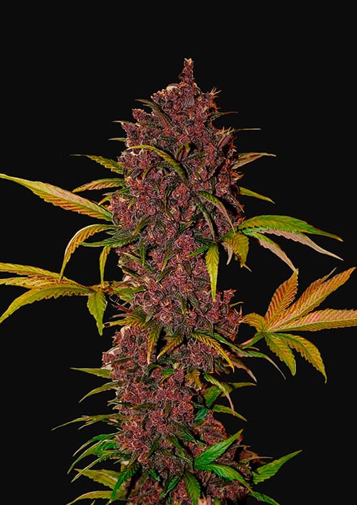 Buy Fast Buds LSD 25 Auto Cannabis Seeds in London