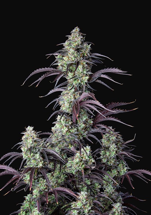 Buy Fast Buds Mimosa Cake Cannabis Seeds in London