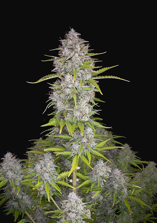 Buy Fast Buds Orange Sherbet Auto Cannabis Seeds in London