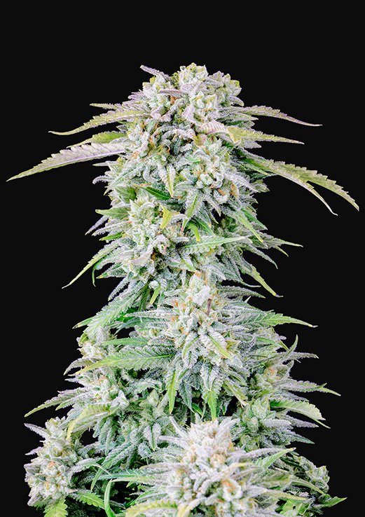 Buy Fast Buds Afghan Kush Auto Cannabis Seeds in London