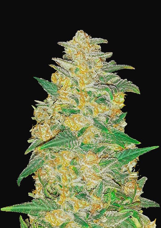 Buy Fast Buds AK Auto Cannabis Seeds in London