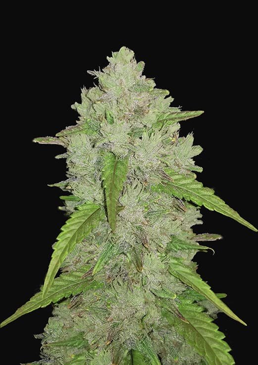 Buy Fast Buds Amnesia Haze Auto Cannabis Seeds in London