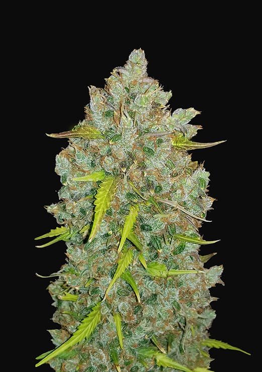 Buy Fast Buds Bubblegum Auto Cannabis Seeds in London