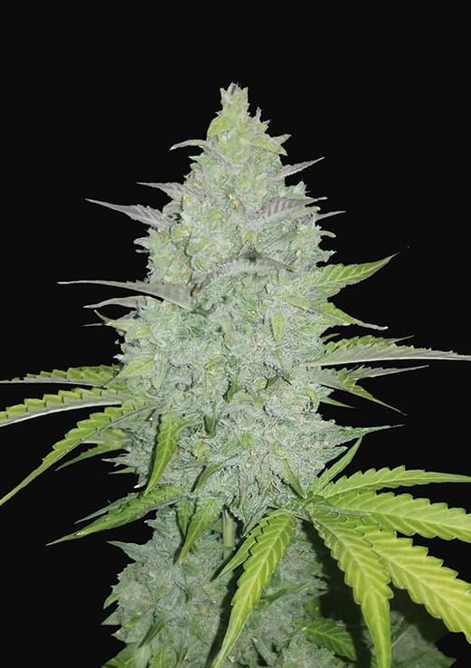 Buy Fast Buds Cheese Auto Cannabis Seeds in London