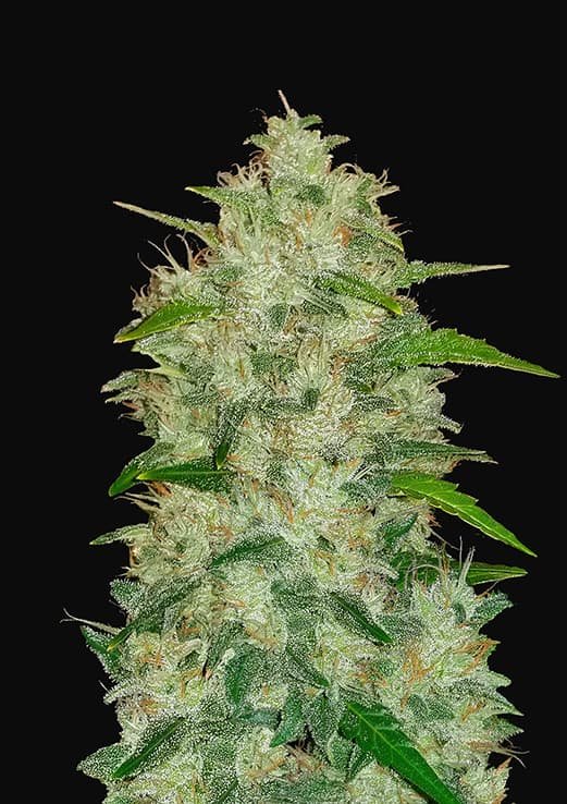 Buy Fast Buds Chemdawg Auto Cannabis Seeds in London