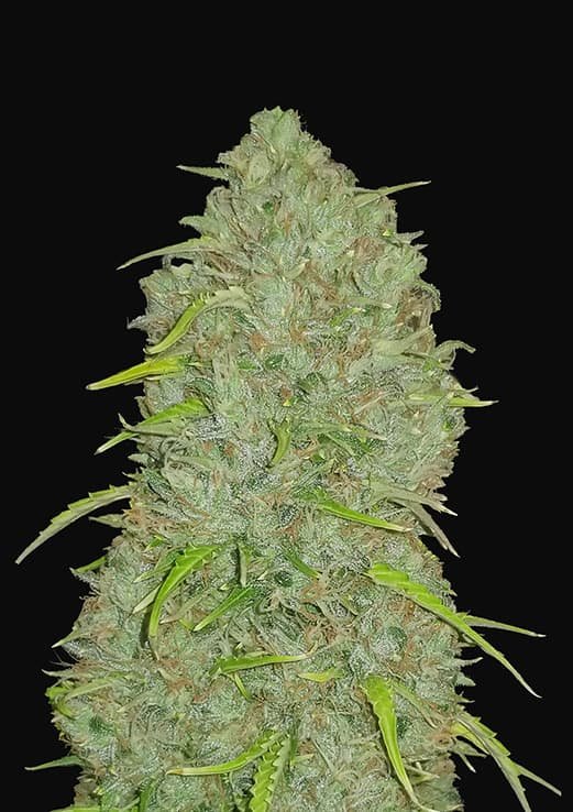 Buy Fast Buds Jack Herer Auto Cannabis Seeds in London