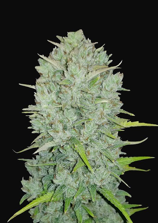 Buy Fast Buds Northern Lights Auto Cannabis Seeds in London