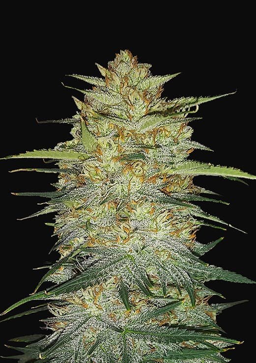 Buy Fast Buds OG Kush Auto Cannabis Seeds in London