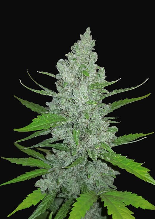 Buy Fast Buds Sour Diesel Auto Cannabis Seeds in London