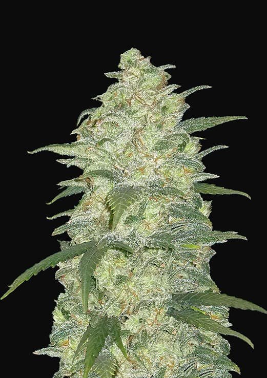 Buy Fast Buds White Widow Auto Cannabis Seeds in London