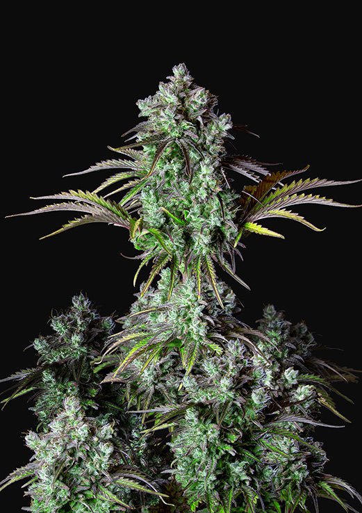 Buy Fast Buds Big Bud Auto Cannabis Seeds in London