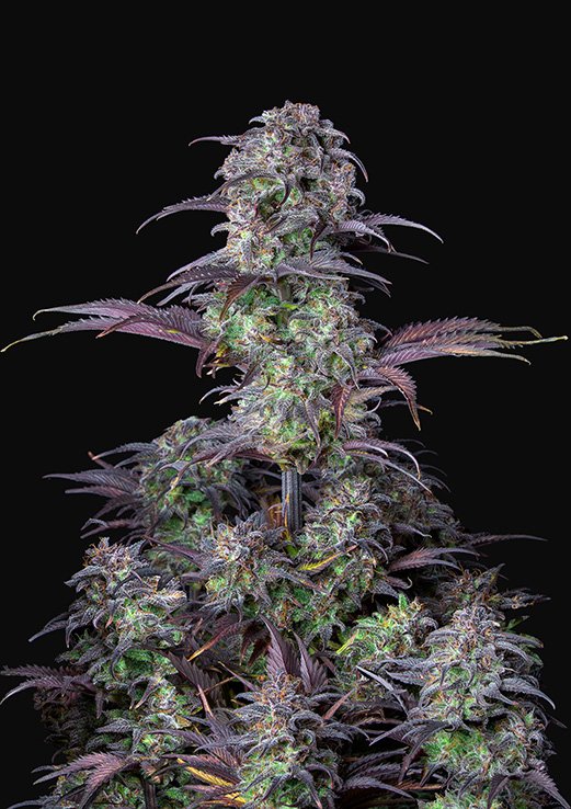 Buy Fast Buds Blueberry Autoflower Cannabis Seeds in London