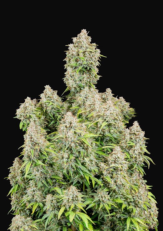 Buy Fast Buds Cinderella Auto Cannabis Seeds in London