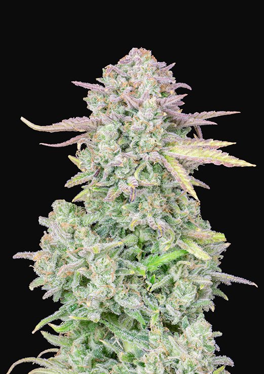 Buy Fast Buds Trainwreck Auto Cannabis Seeds in London