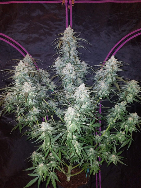 Buy Fast Buds Pineapple Express Auto Cannabis Seeds in London