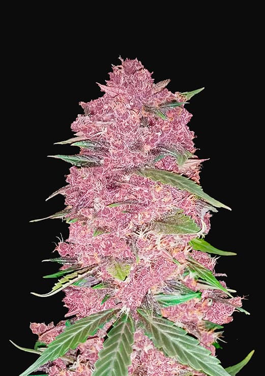 Buy Fast Buds Purple Lemonade Auto Cannabis Seeds in London