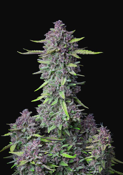 Buy Fast Buds Purple Punch Cannabis Seeds in London