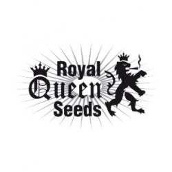 Buy Royal Queen Seeds Royal Runtz Cannabis Seeds UK