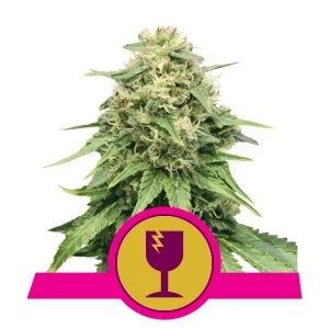 Buy Royal Queen Seeds Critical Cannabis Seeds UK