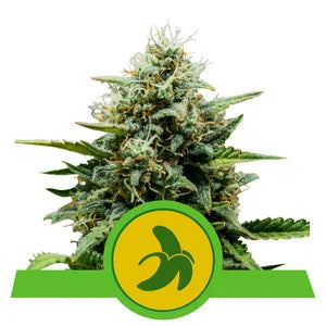 Buy Royal Queen Seeds Fat Banana Cannabis Seeds UK