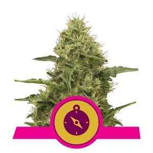 Buy Royal Queen Seeds Northern Lights Cannabis Seeds UK