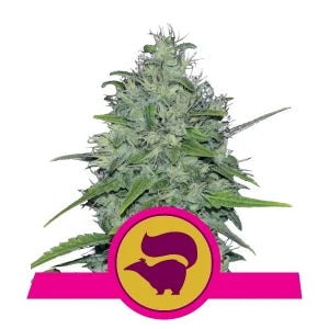 Buy Royal Queen Seeds Skunk XL Cannabis Seeds UK