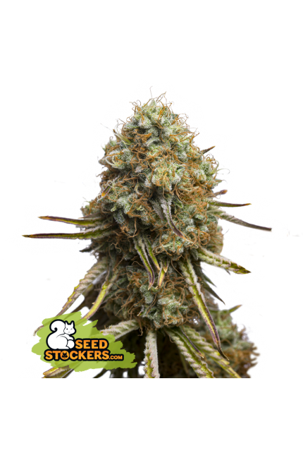 Buy Seedstockers Wedding Glue Cannabis Seeds UK