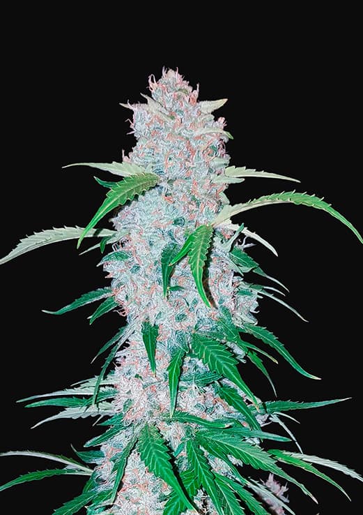 Buy Fast Buds Six Shooter Auto Cannabis Seeds in London