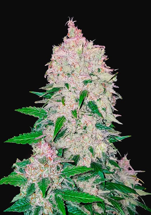 Buy Fast Buds Stardawg Auto Cannabis Seeds in London