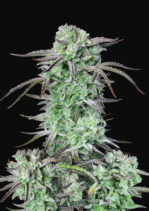 Buy Fast Buds Strawberry Banana Cannabis Seeds in London