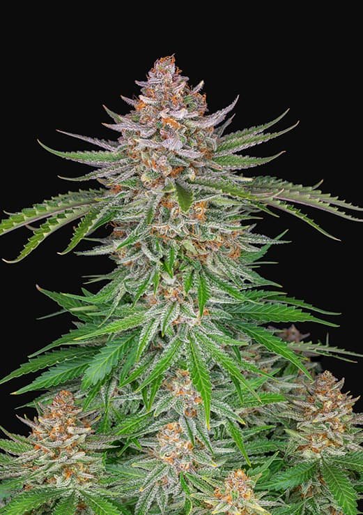 Buy Fast Buds Strawberry Pie Cannabis Seeds UK