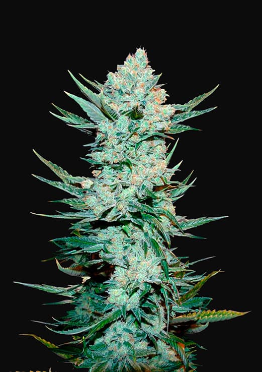 Buy Fast Buds Tangie Auto Cannabis Seeds in London