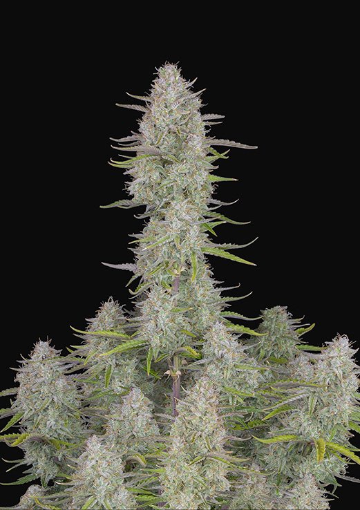 Buy Fast Buds Wedding Cheesecake Cannabis Seeds UK